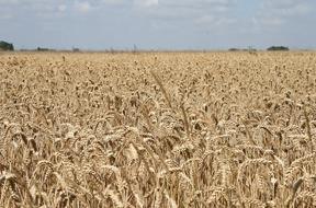 landscape of Cornfield Wheat Agriculture