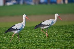 couple of storks on green grass on blurred background