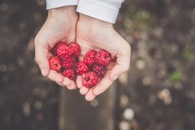 Berries red hands