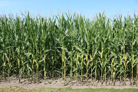 cornfield on a sunny day
