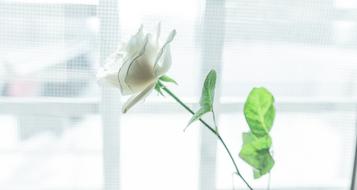 white Leaf Flora