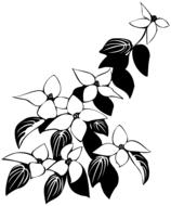 ecological floral flowers black drawing