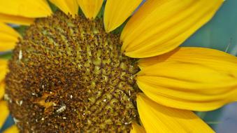 Close-up of the beautiful yellow sunflower with brown seeds