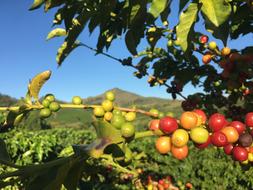 Cafe Plant Red yellow