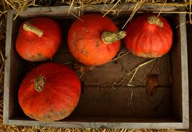 three Pumpkin Hokkaido orange