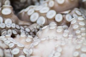 macro photo of octopus suckers