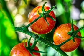 Tomato Ripe Mature red