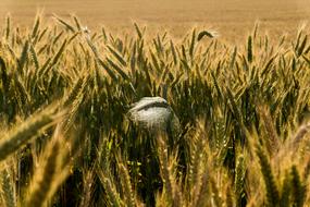 Beautiful and colorful grain plants on the field, in sunlight