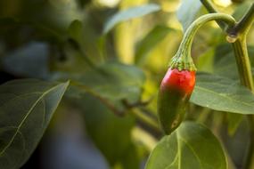 Close-up of the shiny, red and green chilli pepper on the plant with green leaves