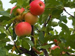 Close-up of the beautiful and colorful, ripe apples on the tree with green leaves