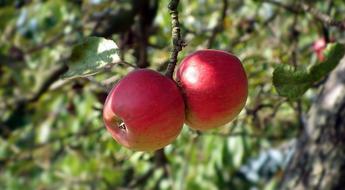 two red apples on a branch, close-up