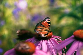 Close-up of the colorful and beautiful butterflies on the flowers, at blurred background