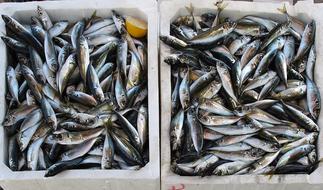 Fish Freshly Caught Fishing Fresh