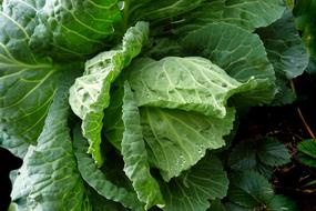 Vegetable Cabbage Plant