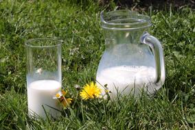 a jug of milk and a glass on the green grass