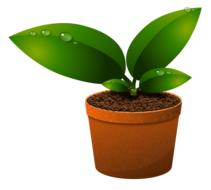 Green plant of different shades, with leaves, in the pot, at white background, clipart