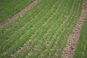 Young Wheat In October Plant Green