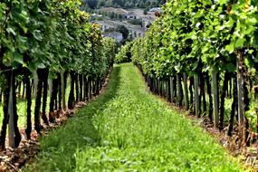 green vineyard on a sunny day