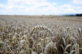 dry wheat field in agriculture