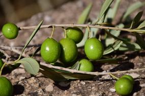 Olives Green on a branch on a blurred background