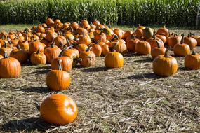 orange Patch Pumpkins Growing