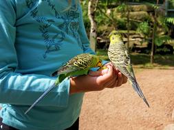 parrot Budgie Food Feeding