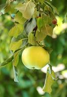 Green ripe Apple Fruit on tree