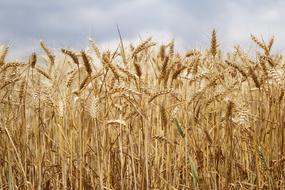 wheat in the field under a cloudy sky