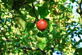 Apple Tree Red