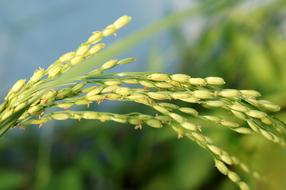 Close-up of the beautiful and colorful rice plant, at blurred background