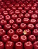 Many, beautiful, shiny, red apples with one bitten