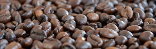 Many beautiful, shiny, brown coffee beans in light