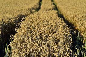 Wheat Field Nature agriculture