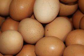 Chicken Eggs close-up