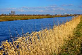 coastal vegetation in North Holland