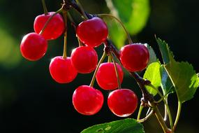 Close-up of the beautiful, shiny, red and pink cherries on the tree with green leaves, in sunlight