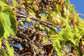 Actinidia Kolomikta Kiwi plant