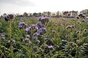 Tansy Phacelia in a field on a sunny day