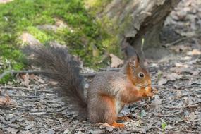 Side view of the beautiful, colorful and cute squirrel. among the plants in the forest