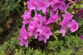 closeup view of Rhododendron Plant Pink Flowers