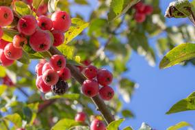 red berries on branches on a blurred background