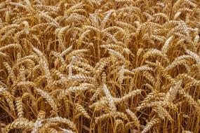 Wheat Grain Crops spikes