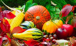 Beautiful and colorful autumn still life with pumpkins, fruits, vegetables and other plants in sunlight