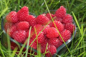 red Raspberries Fruits on grass