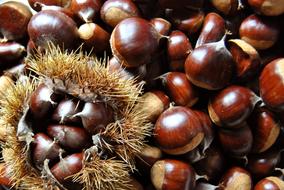 Autumn Chestnut Food