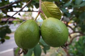 Guava Fruit Growth