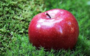 ripe red apple on green grass in blurred background