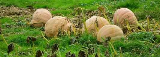 round giant pumpkins on a green field