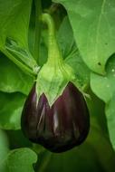 Eggplant Aubergine Solanum plant