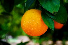 healthy Orange Fruit Food